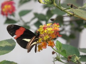 Butterfly - ReemaFaris.com